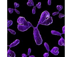 抗体图片。宿主细胞蛋白的复杂性和异质性始终需要多克隆抗血清来进行检测。