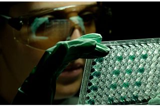 正在检查 ELISA 板的技术人员